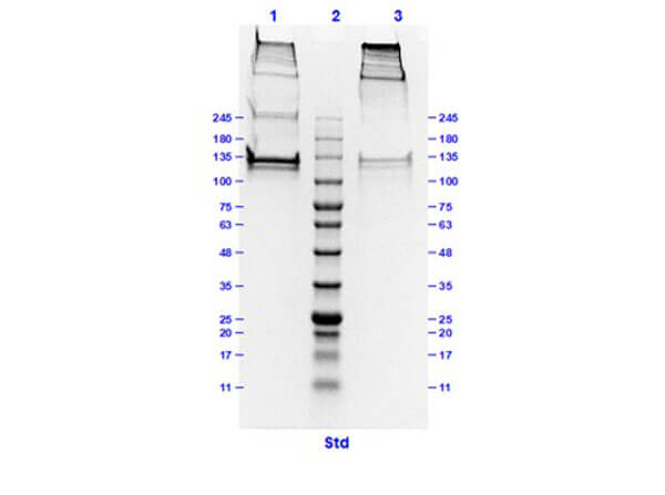 Bovine Collagen Type I