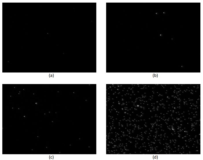 Immunofluorescence using Human IgG Immunofluorescence using Human IgG