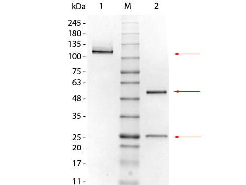 Mouse IgG1 Kappa Isotype control