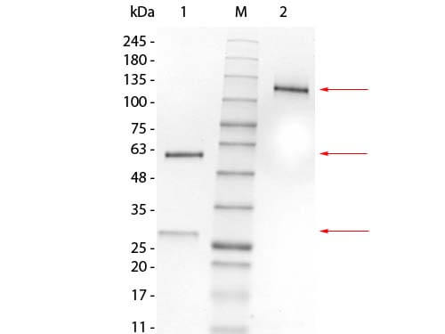 Mouse IgG1 Lambda Isotype Control - SDS-PAGE Mouse IgG1 Lambda Isotype Control - SDS-PAGE