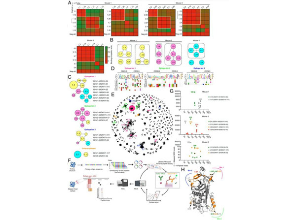 Epitope binning using Mouse IgG Epitope binning using Mouse IgG