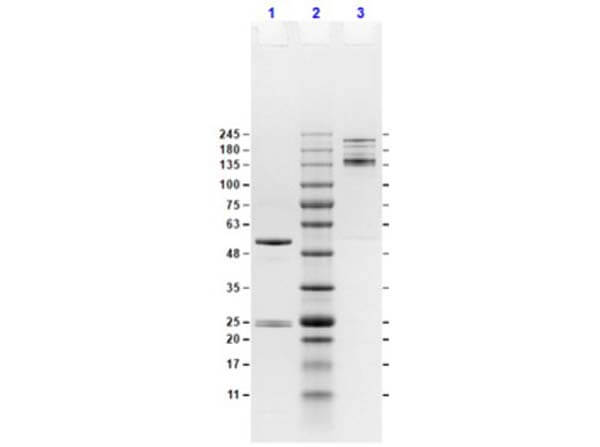 Mouse IgG2a isotype Control