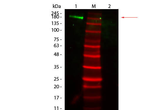 Fluorescent TrueBlot®: Anti-Rabbit IgG Fluorescein Conjugated - Western Blot Fluorescent TrueBlot®: Anti-Rabbit IgG Fluorescein Conjugated - Western Blot