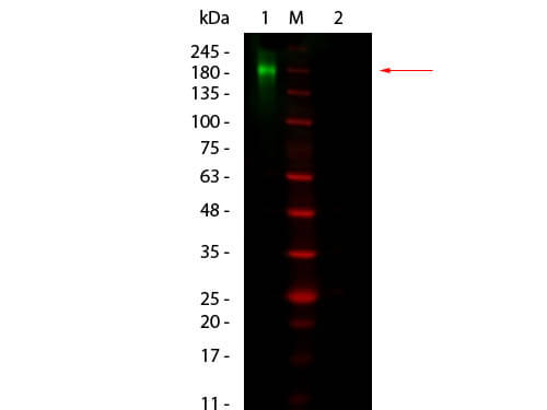 Fluorescent TrueBlot®: Anti-Rabbit IgG DyLight™ 800