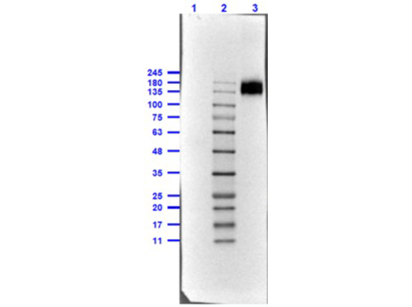 Rabbit TrueBlot® ULTRA: Anti-Rabbit IgG HRP