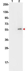 AKT pS473 Monoclonal Antibody - Western Blot AKT pS473 Monoclonal Antibody - Western Blot