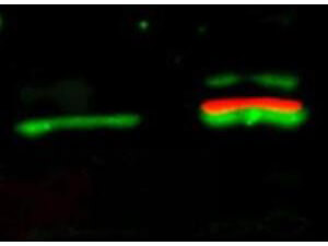 AKT pS473 Monoclonal Antibody - Western Blot AKT pS473 Monoclonal Antibody - Western Blot