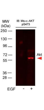 AKT pS473 Monoclonal Antibody - Western Blot AKT pS473 Monoclonal Antibody - Western Blot