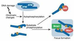 Anti-ATM Protein Kinase pS1981 Antibody – Pathway Anti-ATM Protein Kinase pS1981 Antibody – Pathway