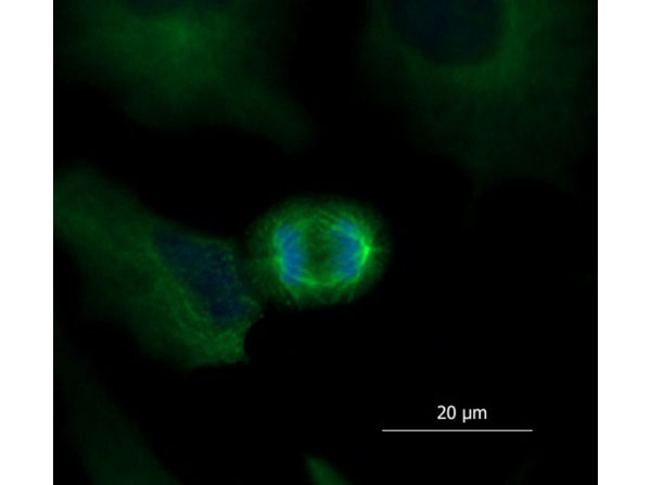 Immunofluorescence of Mouse Anti-Alpha Tubulin Antibody Immunofluorescence of Mouse Anti-Alpha Tubulin Antibody