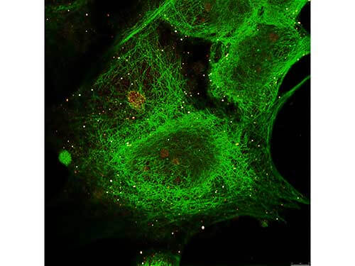 Anti-alpha-Tubulin (MOUSE) Monoclonal Antibody - Immunofluorescence Anti-alpha-Tubulin (MOUSE) Monoclonal Antibody - Immunofluorescence