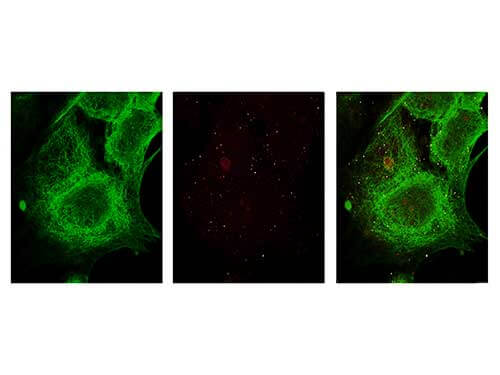 Anti-alpha-Tubulin (MOUSE) Monoclonal Antibody - Immunofluorescence Anti-alpha-Tubulin (MOUSE) Monoclonal Antibody - Immunofluorescence