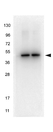 Anti-alpha-Tubulin Monoclonal Antibody - Western Blot Anti-alpha-Tubulin Monoclonal Antibody - Western Blot
