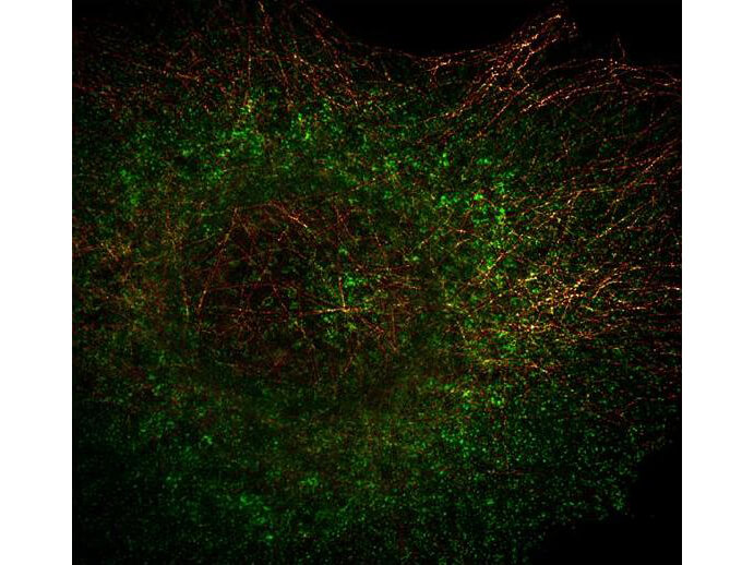 Rockland Anti tubulin Monoclonal antibody-Immunofluorescence Rockland Anti tubulin Monoclonal antibody-Immunofluorescence