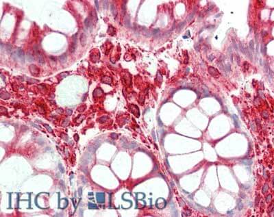 Immunohistochemistry of Mouse anti-Alpha-Tubulin antibody Immunohistochemistry of Mouse anti-Alpha-Tubulin antibody