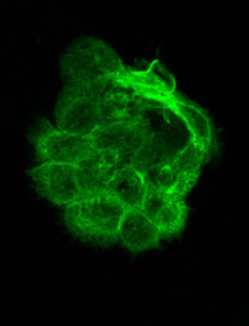 Immunofluorescence of Mouse monoclonal anti-Alpha Tubulin antibody Immunofluorescence of Mouse monoclonal anti-Alpha Tubulin antibody