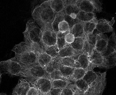 Immunofluorescences of Mouse monoclonal anti-Alpha Tubulin antibody Immunofluorescences of Mouse monoclonal anti-Alpha Tubulin antibody