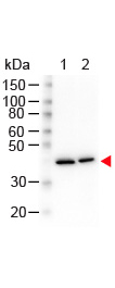 Western Blot - N-Term ß-Actin (Mouse) Monoclonal Antibody Western Blot - N-Term ß-Actin (Mouse) Monoclonal Antibody