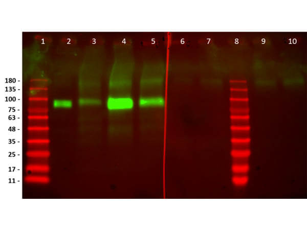 Western Blot of Humanized Recombinant Anti-human HER2 Fab fragment Antibody Western Blot of Humanized Recombinant Anti-human HER2 Fab fragment Antibody