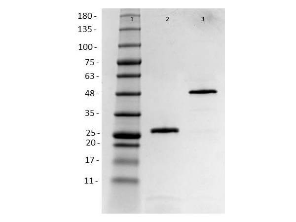 SDS-PAGE of Humanized Recombinant Anti-human HER2 Fab fragment Antibody SDS-PAGE of Humanized Recombinant Anti-human HER2 Fab fragment Antibody