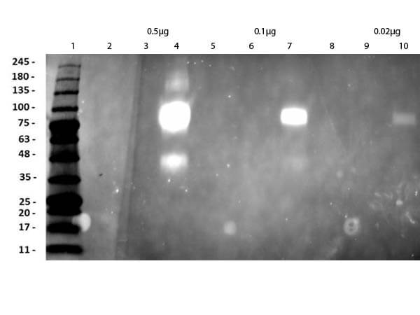 Western Blot of Humanized Recombinant Anti-human HER2 Fab fragment Antibody Western Blot of Humanized Recombinant Anti-human HER2 Fab fragment Antibody