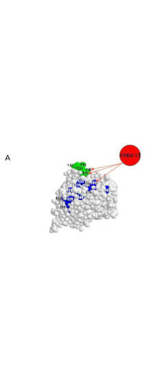 Rockland anti H5N1 antibody Rockland anti H5N1 antibody