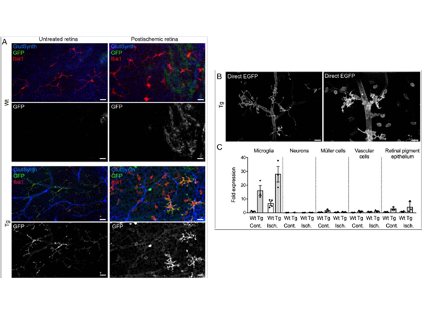 Immunofluorescence of Anti-GFP Antibody Immunofluorescence of Anti-GFP Antibody