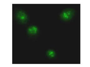 Anti-p65 NLS Antibody - Immunofluorescence Microscopy Anti-p65 NLS Antibody - Immunofluorescence Microscopy