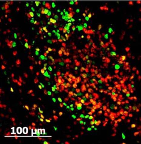 GFP Antibody Fluorescein Conjugated - Immunofluorescence GFP Antibody Fluorescein Conjugated - Immunofluorescence