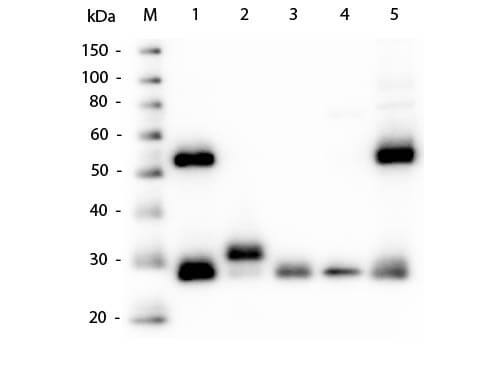 Western Blot - Anti-Mouse IgG (H&L) (GOAT) Antibody Western Blot - Anti-Mouse IgG (H&L) (GOAT) Antibody