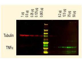 Rabbit IgG (H&L) Antibody DyLight™ 800 Conjugated Pre-Adsorbed