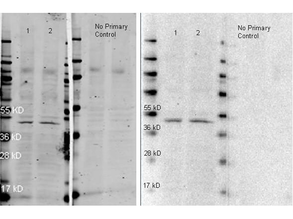 ATTO 647N Anti Rabbit IgG polyclonal antibody-Western blot ATTO 647N Anti Rabbit IgG polyclonal antibody-Western blot