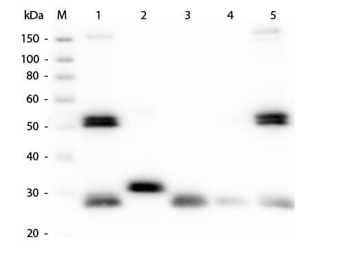 Western Blot of Anti-Rat IgG (H&L) (GOAT) Antibody (Min X Bv Ch Gt GP Ham Hs Hu Ms Rb & Sh Serum Proteins) (p/n 612-101-120) Western Blot of Anti-Rat IgG (H&L) (GOAT) Antibody (Min X Bv Ch Gt GP Ham Hs Hu Ms Rb & Sh Serum Proteins) (p/n 612-101-120)