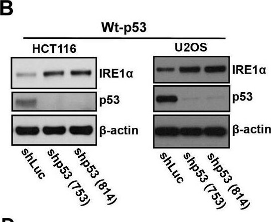 Western Blot using Mouse TrueBlot® ULTRA: Anti-Mouse Ig HRP Western Blot using Mouse TrueBlot® ULTRA: Anti-Mouse Ig HRP