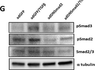 Western Blot of Anti-ALPHA-TUBULIN Western Blot of Anti-ALPHA-TUBULIN