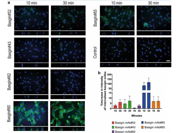 Immunofluorescence using BSA Immunofluorescence using BSA