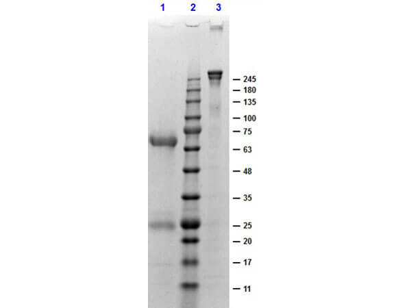 SDS-Page of Chicken Gamma Globulin Fraction. SDS-Page of Chicken Gamma Globulin Fraction.