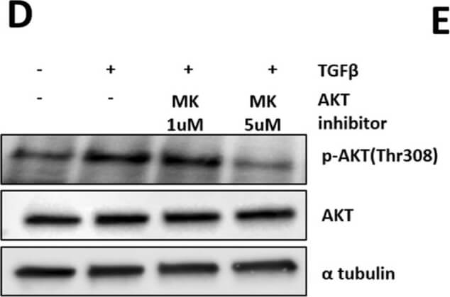 Western Blot of Anti-ALPHA-TUBULIN Western Blot of Anti-ALPHA-TUBULIN