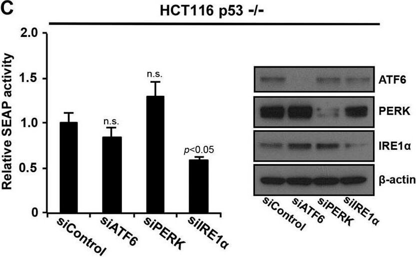 Western Blot using Mouse TrueBlot® ULTRA: Anti-Mouse Ig HRP Western Blot using Mouse TrueBlot® ULTRA: Anti-Mouse Ig HRP