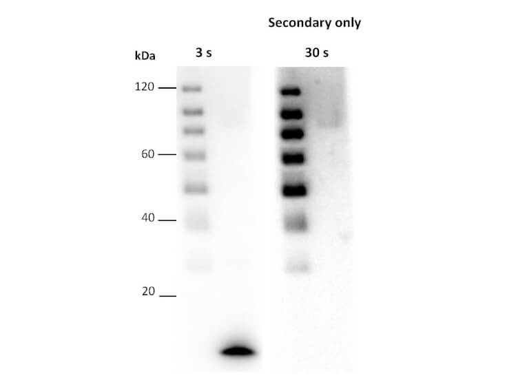 Western Blot using FemtoMax Western Blot using FemtoMax