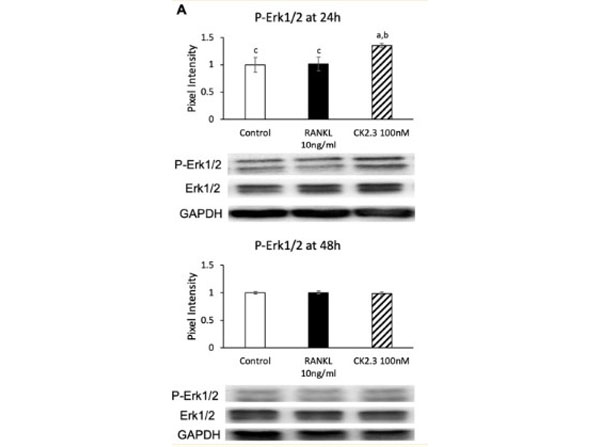 Western Blot using FEMTOMAX Western Blot using FEMTOMAX