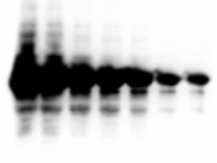 Western Blot using Femtomax Western Blot using Femtomax