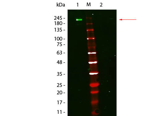 Fluorescent TrueBlot®: Anti-Mouse Ig DyLight™ 800