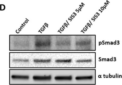 Western Blot of Anti-ALPHA-TUBULIN Western Blot of Anti-ALPHA-TUBULIN