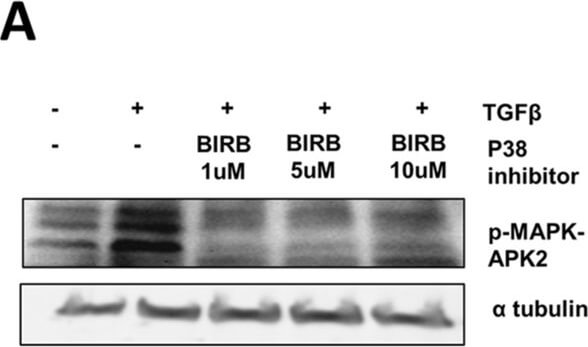 Western Blot of Anti-ALPHA-TUBULIN Western Blot of Anti-ALPHA-TUBULIN