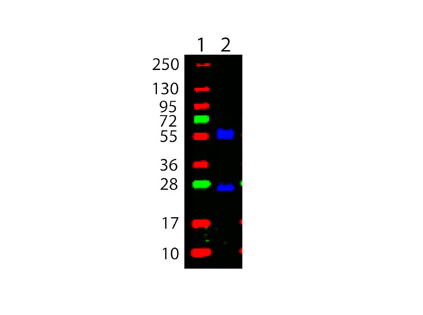 Western blot using MB-013 Western blot using MB-013