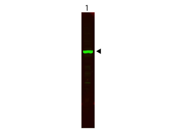 Western blot using MB-013 Western blot using MB-013
