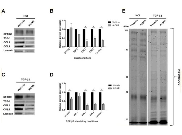 Western Blot using TBST Western Blot using TBST