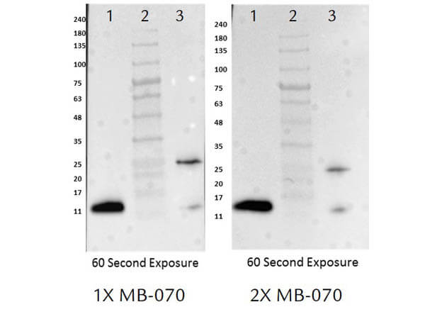 Western Blot comparison of 1X and 2X MB-070 Buffer Western Blot comparison of 1X and 2X MB-070 Buffer