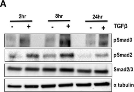 Western Blot of Anti-ALPHA-TUBULIN Western Blot of Anti-ALPHA-TUBULIN